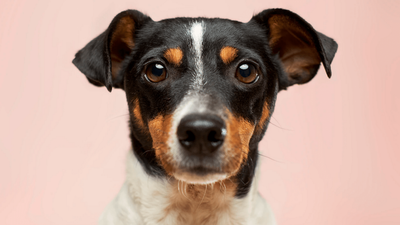 Image of a cute Jack Russell Terrier dog for The DEN's Animal Communication Certification with Jamie Wozny