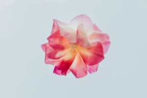 Mindfulness Practice accepting your thoughts, emotions, and the world around you without judgment in order to benefit your mental and physical wellbeing.